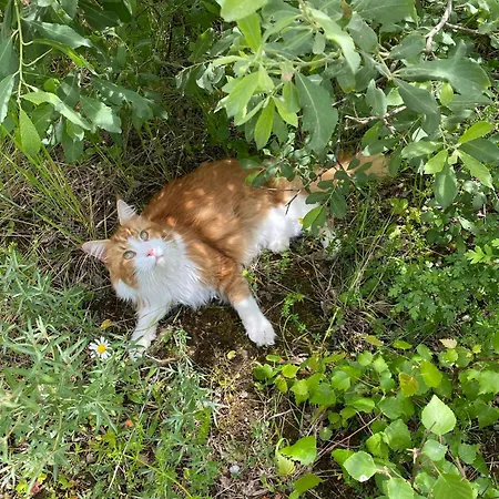 Casa rural Katja B&n Roskilde Tutti Frutti